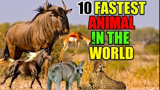 10 Fastest Animal In The World | INFO TREND TV