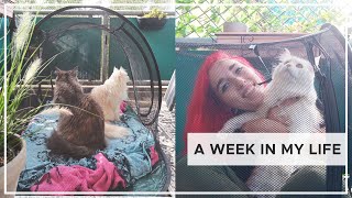 New Tent For My Maine Coons, Shopping in Germany & Art Commissions | Week In My Life | ARTIST VLOG