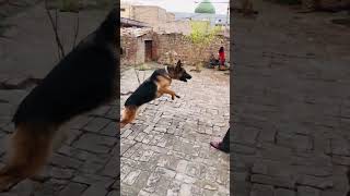 German Shepherd Dog’s Intelligence