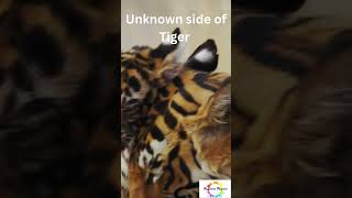 Unknown side of Tiger  #sciencefacts #wildlife #sciencematters #science #facts #discoverscience