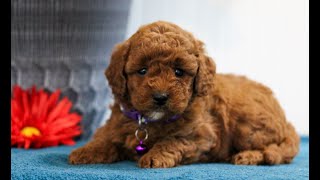 Mini Goldendoodle Puppies for Sale