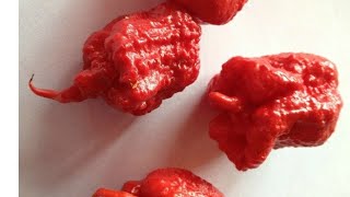 WORLDS HOTTEST PEPPER CHALLENGE (GONE HORRIBLY WRONG) ((CAROLINA REAPERS))