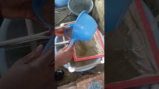 Fish farming (How to wash tilapia eggs)