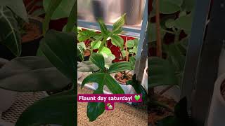 #plants #houseplantcollection #houseplant #indoorsplants #houseplantslover