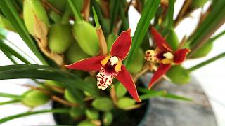 Maxillariella tenuifolia (Lindl.) M.A.Blanco & Carnevali (Maxillaria tenuifolia) Floração 2018