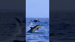 Dolphins Playing