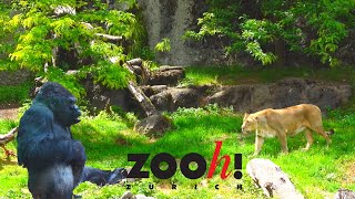 Zurich Zoo 4K / Switzerland Zoo Zürich 2021