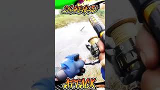 mancing ikan gabus besar #shortvideo #shorts #short #mancing #ikan #viral #viralshort #bigfish