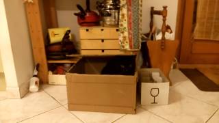 Cat in the box