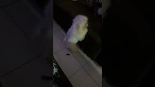 Perrita Shih Tzu HACE POPÓ en DOS PATITAS. 🐾