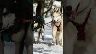 EXPECTATIVA DE VIDA - HUSKY #short #shorts #curiosidades #dogs #husky