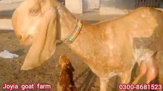 joyia goat farm bahawalpur | @joyiaGoatFarm