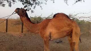 Beautyful Camel