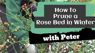 How to Prune a Rose Bed in Winter | Garden Ideas | Peter Seabrook