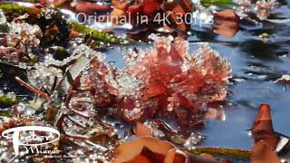 herring eggs on beach backlit, medium shot 4K stock footage