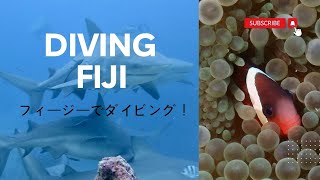 [English sub] Diving in Fiji; Taveuni island & Shark diving 海外女一人旅・フィジーでダイビング・タベウニ島とサメダイビング