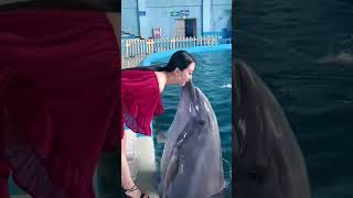 Dolphin #shorts #shortvideo