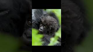 Cute baby gorrilla #wildlife #nature #forest #animals #animalworld #babyanimals #cute #cutebaby