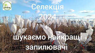 Селекція 2024 + шукаємо найкращі запилювачі для штучного дозапилення