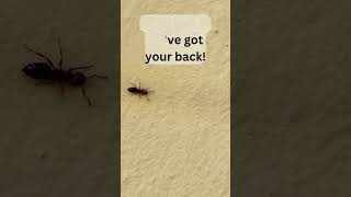 5 Things That Will Make Ants Disappear #shorts