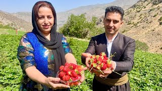 Harvesting Strawberries 🍓 | Village Lifestyle | Nomadic Lifestyle