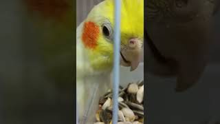 Beautiful Cockatiel | funny Birds video