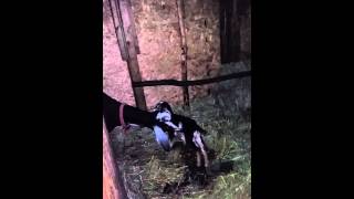 Nubian goat mom cleaning off baby