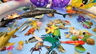 Explore the Amazing World of Sea Animals: Fun Learning for Kids – Whales, Turtles, and More! 🌊🐋🐢