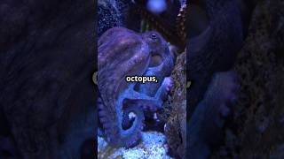 Random octopus facts #shorts #facts