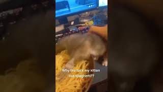 the spaghetti cat ORIGINAL