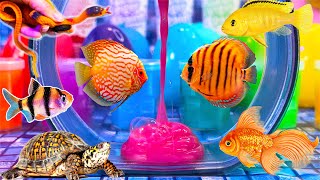 3n1 Красочные рыбки-сюрпризы, слизь asmr, щенок play doh, кои, змея, золотая рыбка, акула, сом, чере