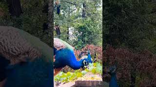 teri kadam #sbyshorts #peacock #nature #shortvideo