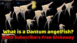 WHAT IS A DANTUM ANGELFISH + 1,000 SUBSCRIBERS FREE GIVEAWAY!!!