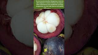 Mangosteen Farming , Fruit Farming , Modern Kheti , Youtube Short Video