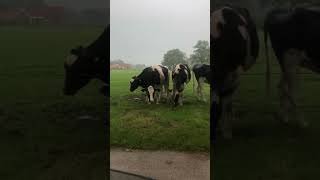 Cows taking shower in rain #dutchculture #cows