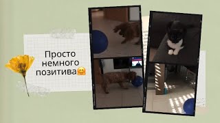 позитиФФФчик😁/мои зверушки ☺️/пудель Джонни лопает шарики