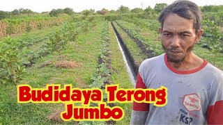 Budidaya Terong Jumbo & Jambu Kristal