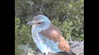 European Roller,Carraca.Coracias garrulus