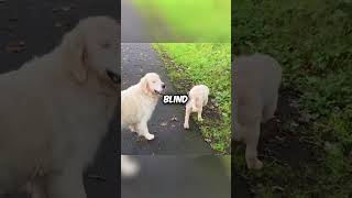 Puppy Helps His Blind Brother💖