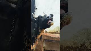 Cow funny laughing #comedy #funny #ytshots