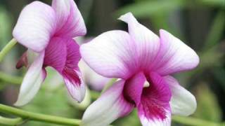 Orchideák és gondolatok.wmv