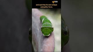 The Life of a Caterpillar | Discover with Sabi