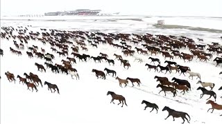 Xinjiang's Ili 'heavenly horses' leaving their barns in time for spring