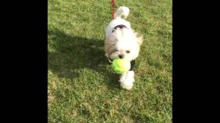 Little Dog Daisy Fetches Ball