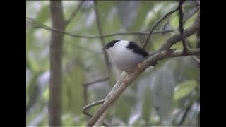 White-bearded manakins, Asa Wright Nature Centre, Trinidad