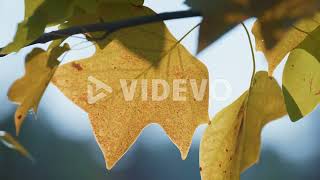 Autumn maple leaf hanging lush branch close up