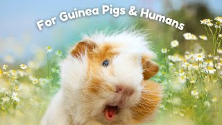 8 Flowers You Can Feed Your Guinea Pigs