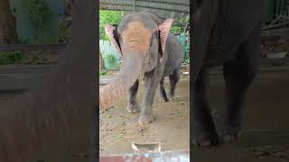 Phuket elephant sanctuary feeding