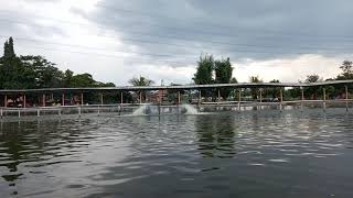 MANCING AMBYAR FISHING MANIA || HUJAN