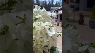 Oriental Beach Village, Phuket, Thailand: 30 Second resort tour #shorts #thailand #phuket